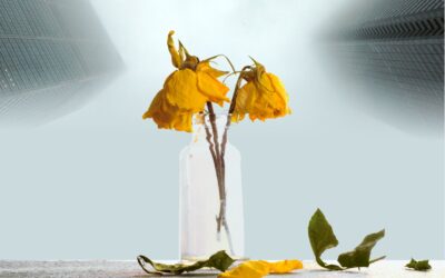 भांडवलशाही साम्राज्य आणि स्त्रिया